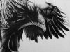 alanna-eagle