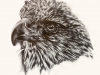 alanna-falcon-sketch
