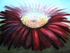 flower-1