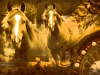 photo-composition-horses-3913
